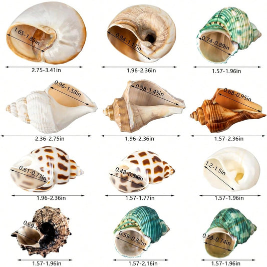 12PCS Hermit Crab Shells Natural Sea Conch Size 1.6"-3.2" Growth Turbo For Small To Medium And Large Crabs Saltwater Hermit Crab Supplies And Sea Shell For Beach Decor
