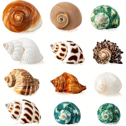 12PCS Hermit Crab Shells Natural Sea Conch Size 1.6"-3.2" Growth Turbo For Small To Medium And Large Crabs Saltwater Hermit Crab Supplies And Sea Shell For Beach Decor