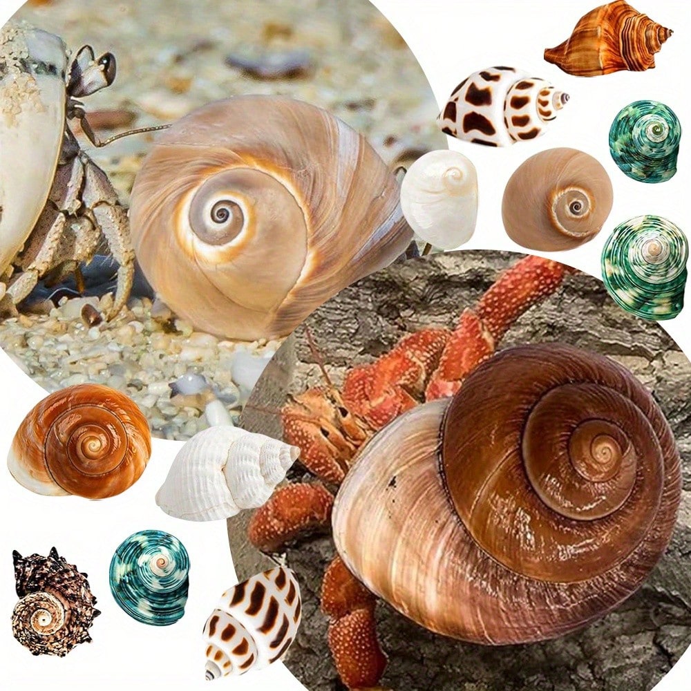 12PCS Hermit Crab Shells Natural Sea Conch Size 1.6"-3.2" Growth Turbo For Small To Medium And Large Crabs Saltwater Hermit Crab Supplies And Sea Shell For Beach Decor