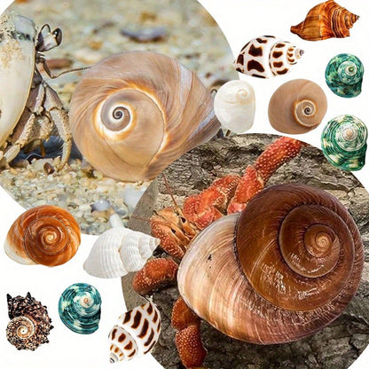 12PCS Hermit Crab Shells Natural Sea Conch Size 1.6"-3.2" Growth Turbo For Small To Medium And Large Crabs Saltwater Hermit Crab Supplies And Sea Shell For Beach Decor