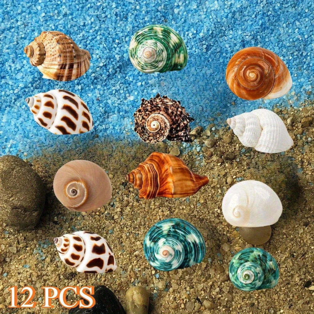 12PCS Hermit Crab Shells Natural Sea Conch Size 1.6"-3.2" Growth Turbo For Small To Medium And Large Crabs Saltwater Hermit Crab Supplies And Sea Shell For Beach Decor