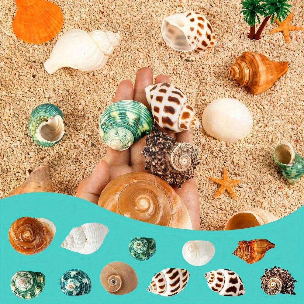 12PCS Hermit Crab Shells Natural Sea Conch Size 1.6"-3.2" Growth Turbo For Small To Medium And Large Crabs Saltwater Hermit Crab Supplies And Sea Shell For Beach Decor