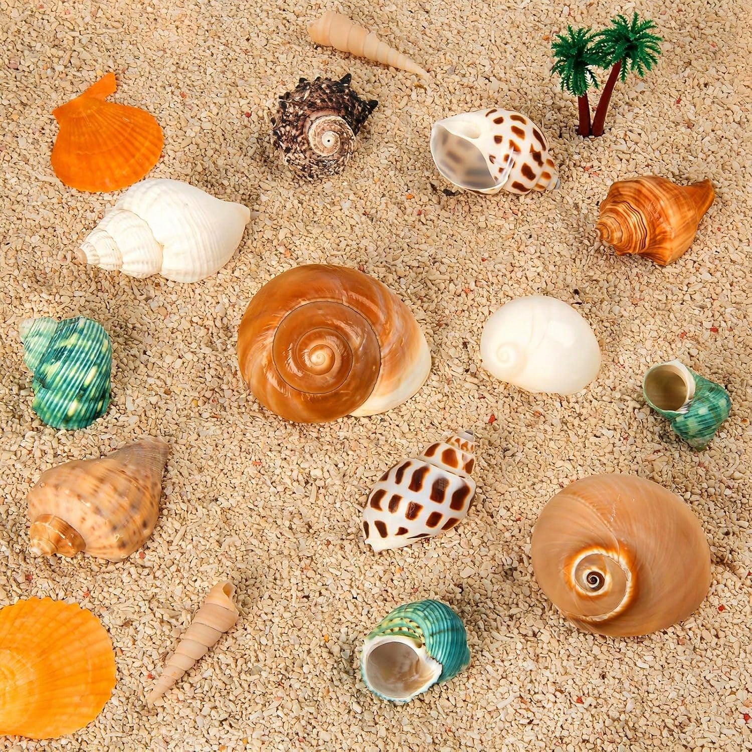 12PCS Hermit Crab Shells Natural Sea Conch Size 1.6"-3.2" Growth Turbo For Small To Medium And Large Crabs Saltwater Hermit Crab Supplies And Sea Shell For Beach Decor