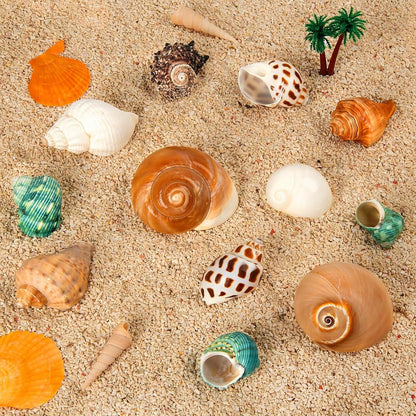 12PCS Hermit Crab Shells Natural Sea Conch Size 1.6"-3.2" Growth Turbo For Small To Medium And Large Crabs Saltwater Hermit Crab Supplies And Sea Shell For Beach Decor