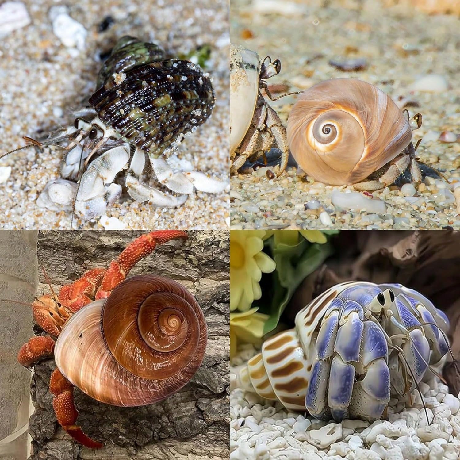 12PCS Hermit Crab Shells Natural Sea Conch Size 1.6"-3.2" Growth Turbo For Small To Medium And Large Crabs Saltwater Hermit Crab Supplies And Sea Shell For Beach Decor