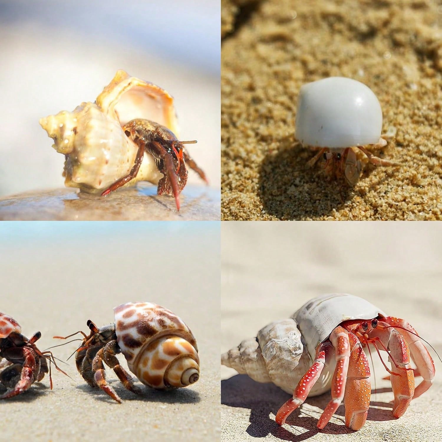 12PCS Hermit Crab Shells Natural Sea Conch Size 1.6"-3.2" Growth Turbo For Small To Medium And Large Crabs Saltwater Hermit Crab Supplies And Sea Shell For Beach Decor