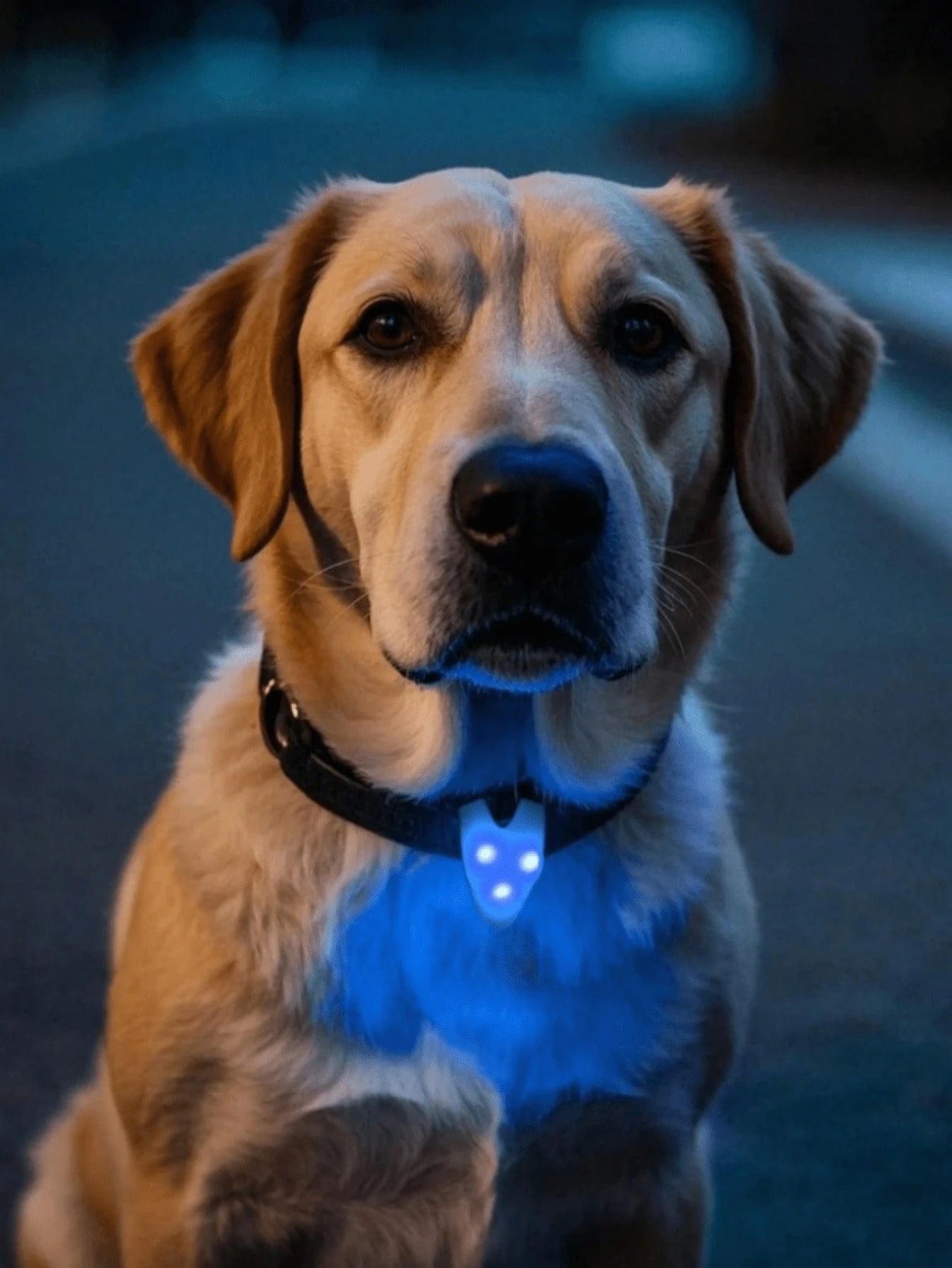 1pc LED Pet Pendant Collar, Dog Outdoor Walking Light, Silicone LED Dog Collar Tag Light, Night Safety Decor, Battery Included