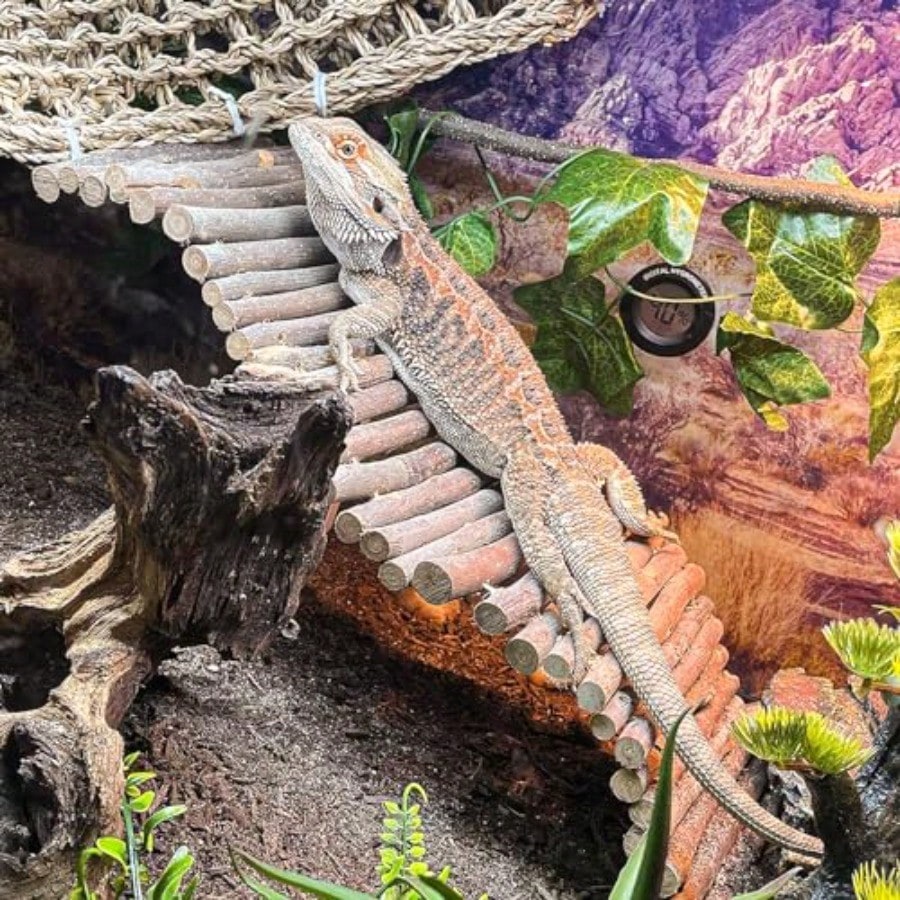Bearded Dragon Tank Accessories Large Reptile Bridge Hammock Flexible Jungle Climbing Vines And Leaves With Suction Cups Habitat Decor For Hiding Climbing Snake Gecko Lizard Chameleon