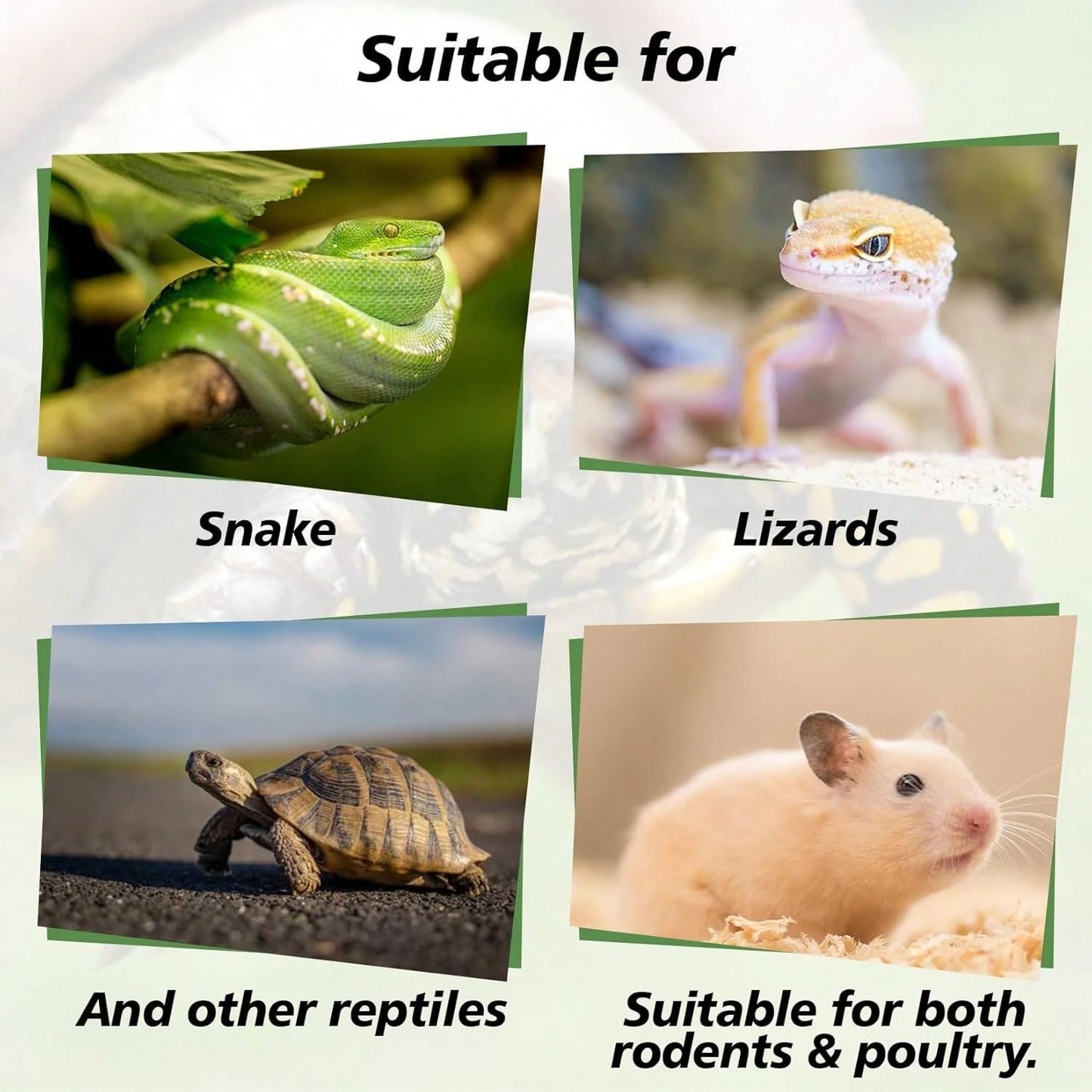 Sukh 14OZ Natural Aspen Shavings Reptile Bedding, Soft Wood Shavings Terrarium &Amp; Tank Substrate, Nesting Material For Snake, Lizard, Tortoise, Small Animal, Rabbit, Chicken &Amp; Bird